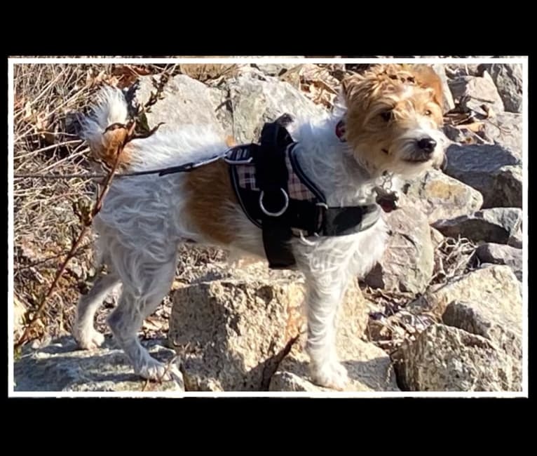 Sophie Jeannette, a Russell-type Terrier tested with EmbarkVet.com