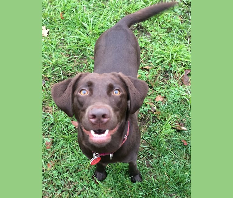 Hazel, a Labrador Retriever tested with EmbarkVet.com