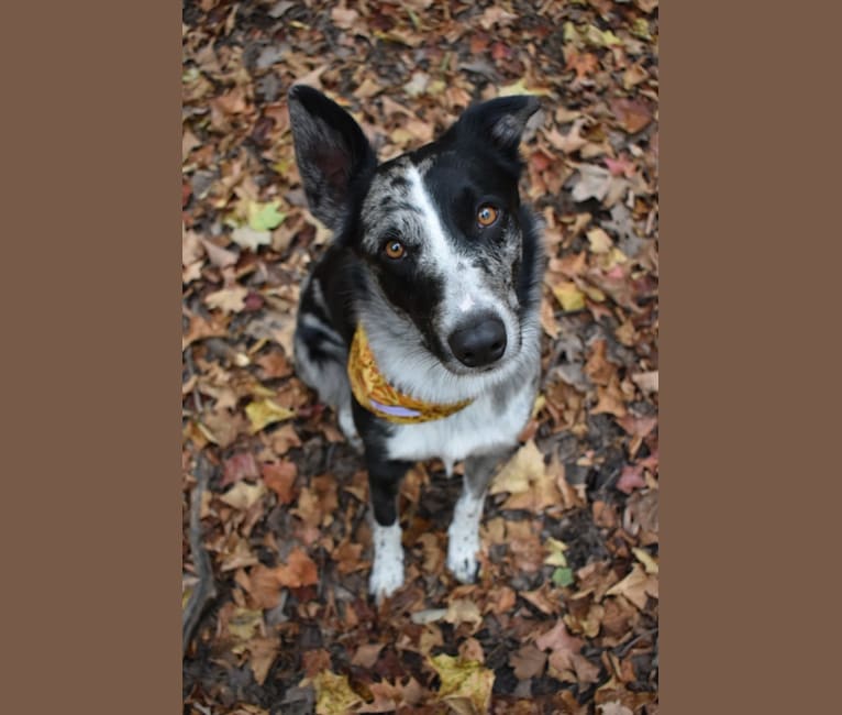 Ozzie, an English Shepherd and Border Collie mix tested with EmbarkVet.com