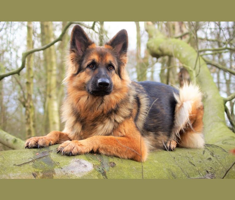 Aysse fan fryske grun, a German Shepherd Dog tested with EmbarkVet.com