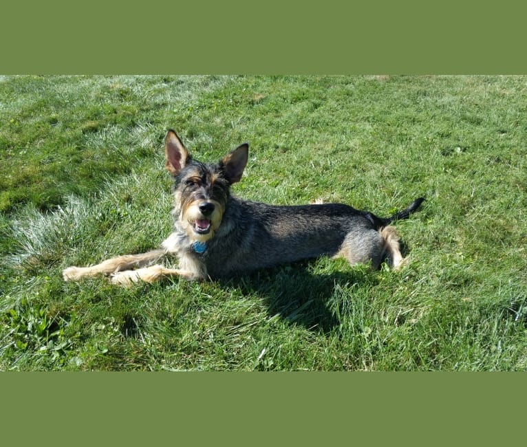 Photo of Cooper, a Miniature Schnauzer, German Shepherd Dog, Cocker Spaniel, Golden Retriever, Australian Cattle Dog, and Mixed mix in West Virginia, USA
