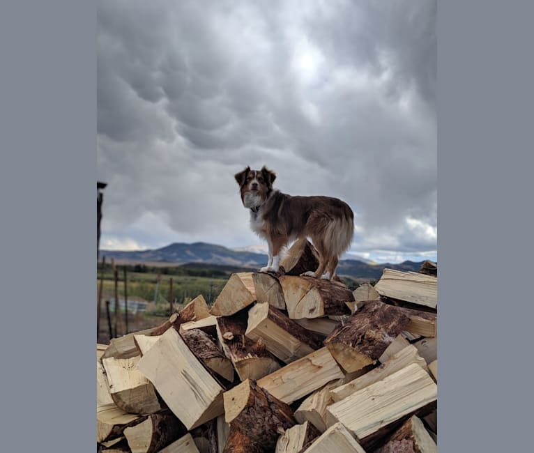 Photo of Miss Moneypenny, an Australian Shepherd Group  in Evans, CO, USA