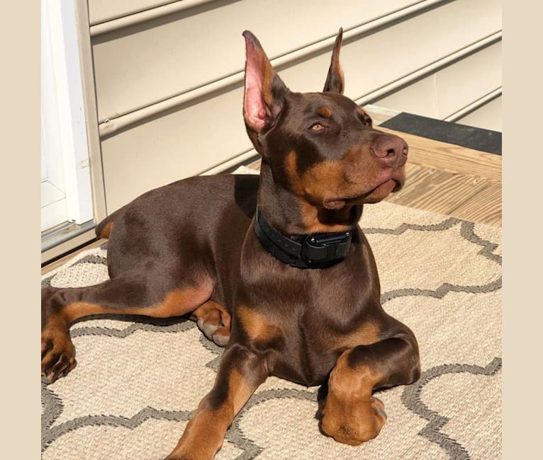 Zeus, a Doberman Pinscher tested with EmbarkVet.com