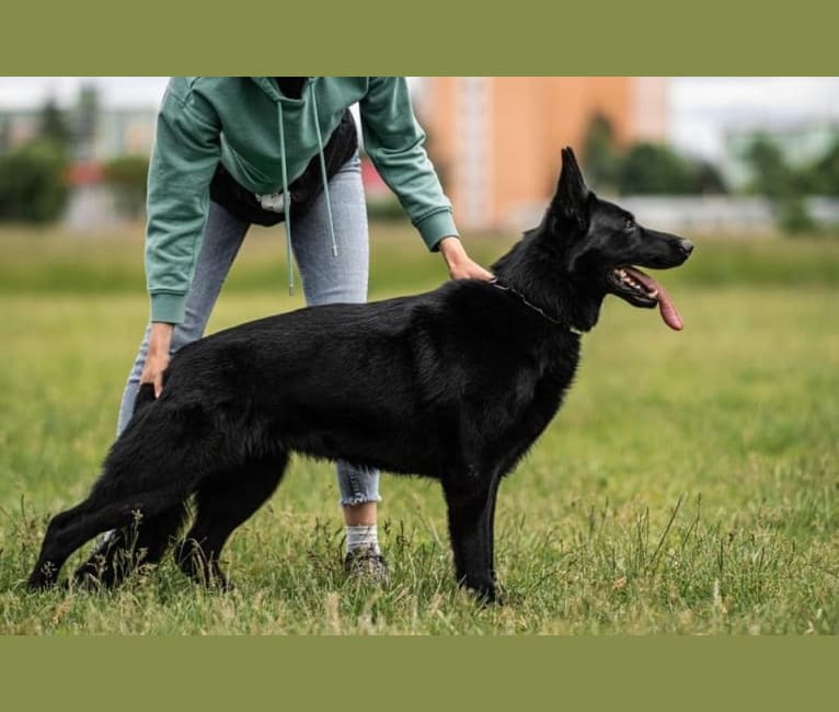 Baya Juval Sport, a German Shepherd Dog tested with EmbarkVet.com