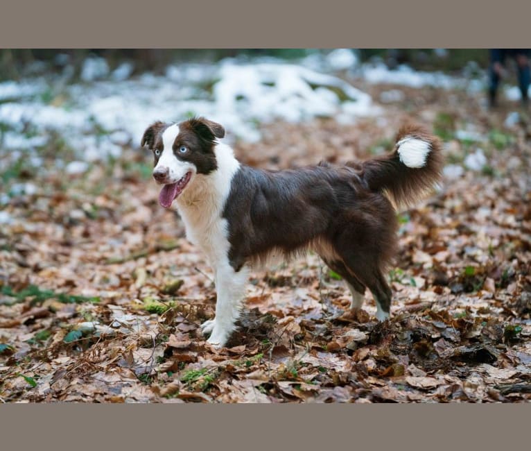 Photo of Something Special Lady Sunshine, an Australian Shepherd Group  in Germany