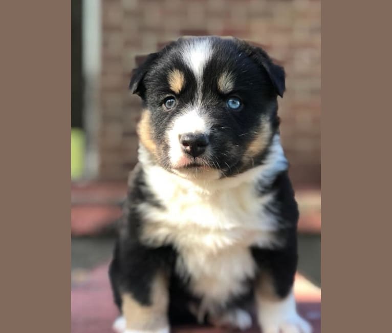 Koda, a Siberian Husky and Australian Cattle Dog mix tested with EmbarkVet.com