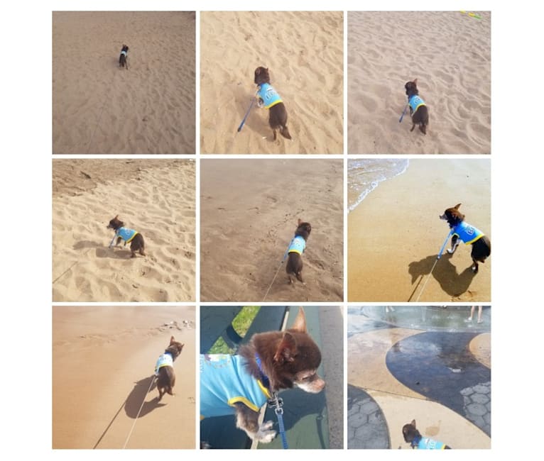 George Hamilton, a Chihuahua and Pomeranian mix tested with EmbarkVet.com