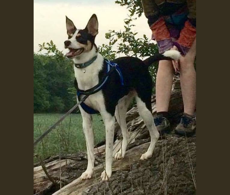 Flynn, an European Village Dog tested with EmbarkVet.com