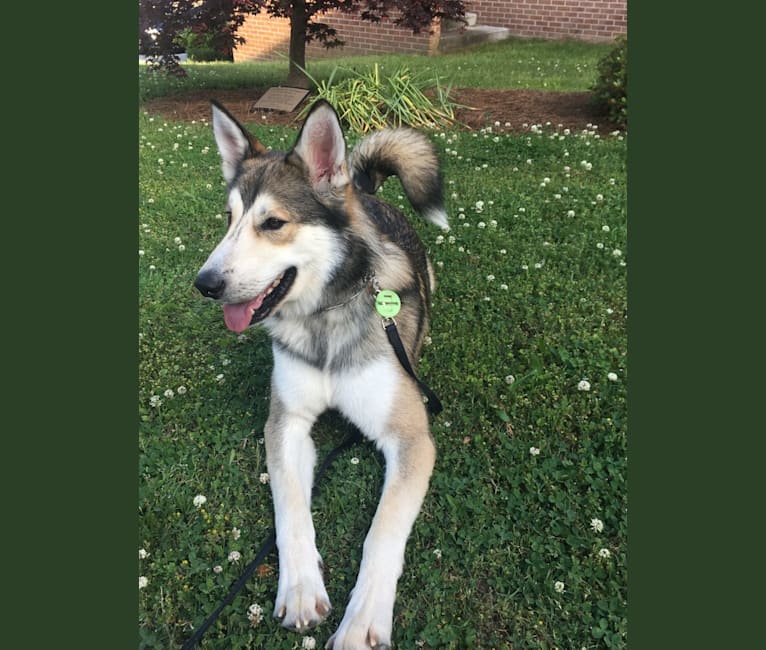 Koda a dog tested with EmbarkVet.com