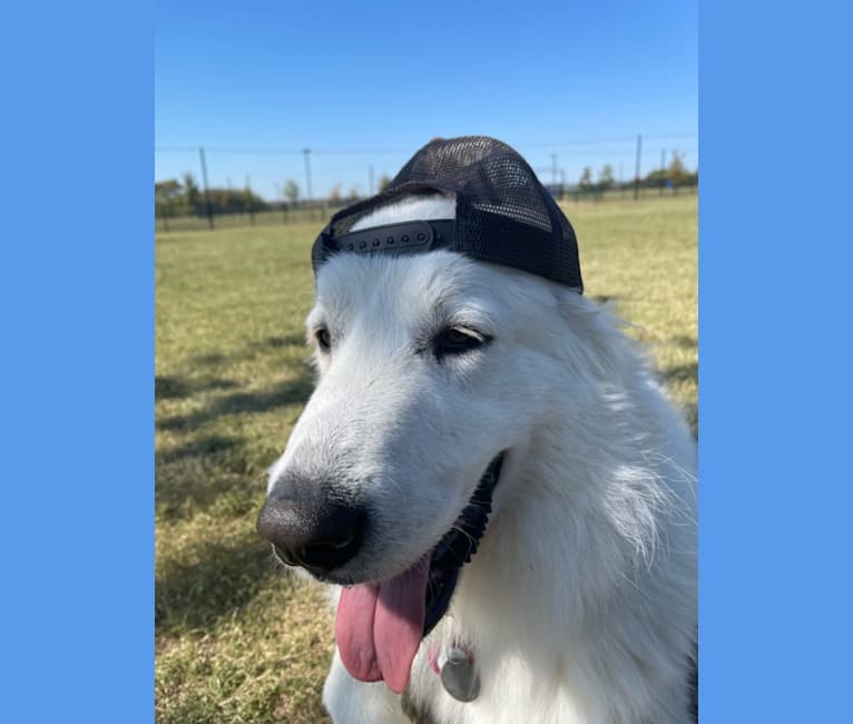 Looney “Chik’in Mini Bandit” Bear, a Great Pyrenees tested with EmbarkVet.com