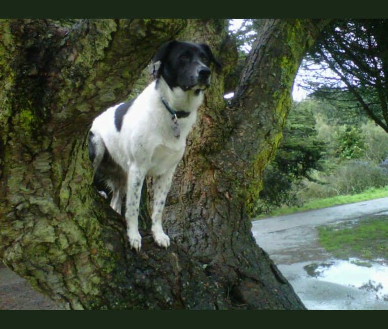 Jockomo, a Formosan Mountain Dog tested with EmbarkVet.com