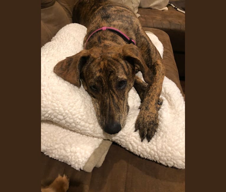 Embark Dog DNA Test Breed
