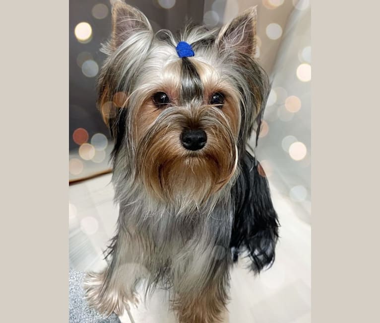 Abbey, a Yorkshire Terrier tested with EmbarkVet.com