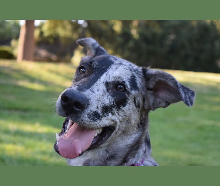 Blue lacy border collie mix best sale