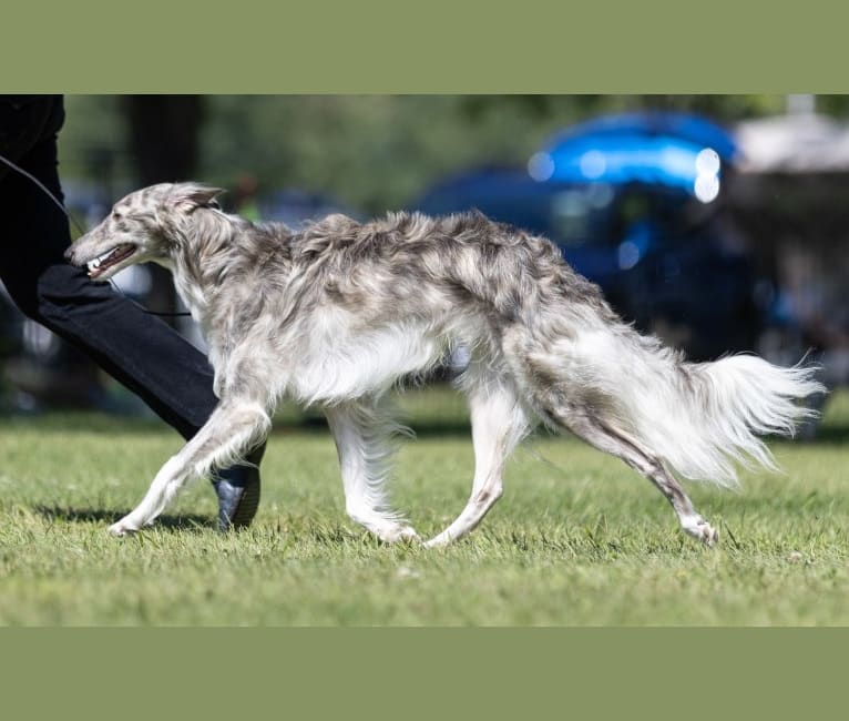 Austri, a Silken Windhound tested with EmbarkVet.com