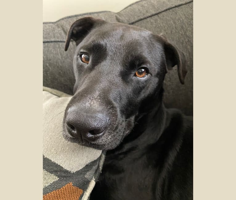 Photo of Remy, a Rottweiler and American Pit Bull Terrier mix in Berkley, Michigan, USA