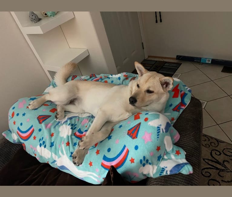 Nala, a Labrador Retriever and Chow Chow mix tested with EmbarkVet.com