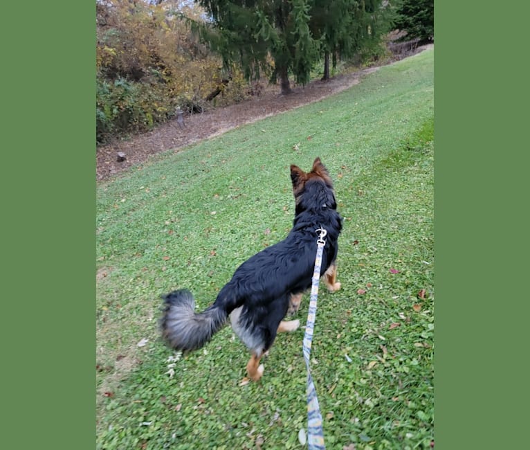 Charlie, a German Shepherd Dog and Australian Shepherd mix tested with EmbarkVet.com