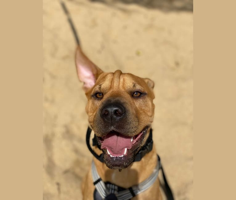 Wookie, an American Pit Bull Terrier and Bulldog mix tested with EmbarkVet.com