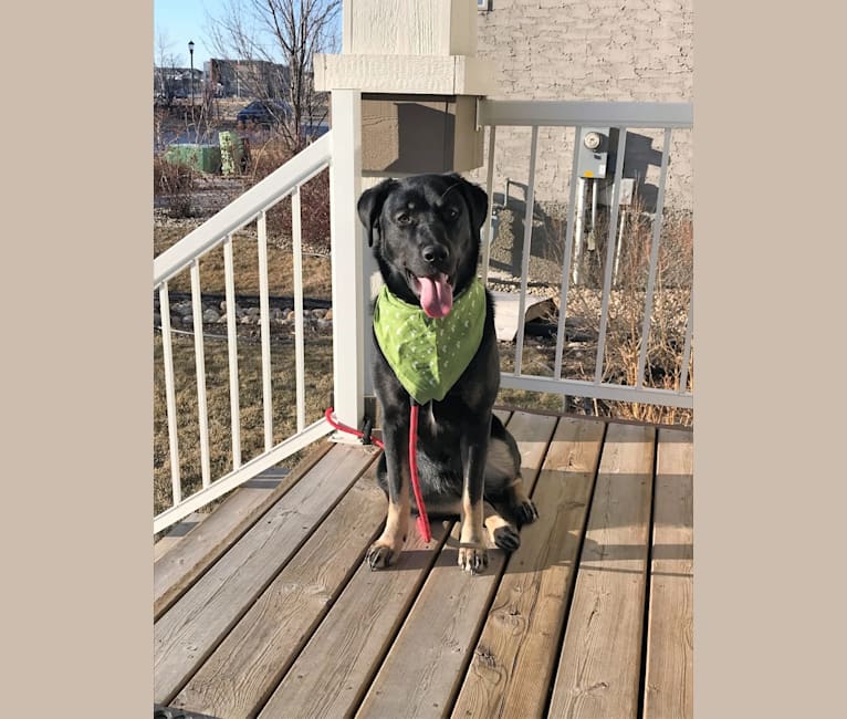 Freya, a Labrador Retriever and German Shepherd Dog mix tested with EmbarkVet.com