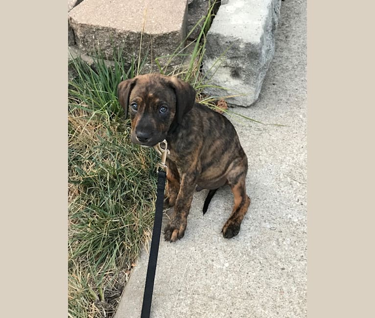 Embark Dog DNA Test Breed