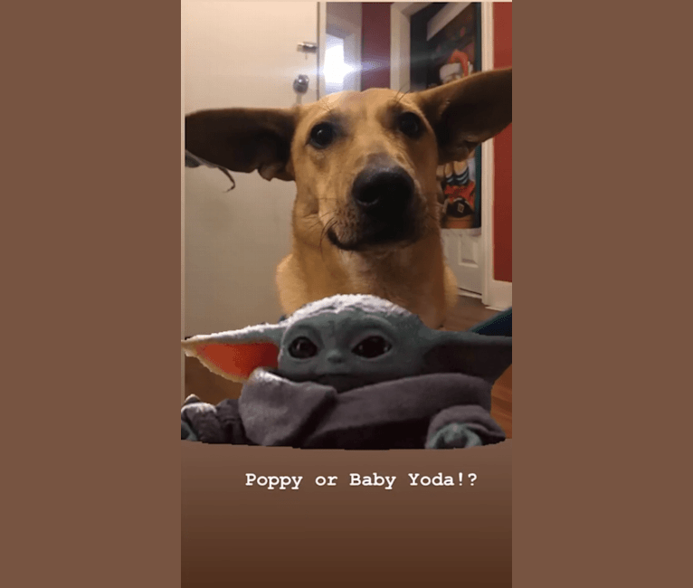 Poppy, a West Asian Village Dog tested with EmbarkVet.com