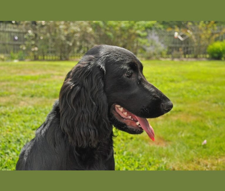 PEREGRINE, a Field Spaniel tested with EmbarkVet.com