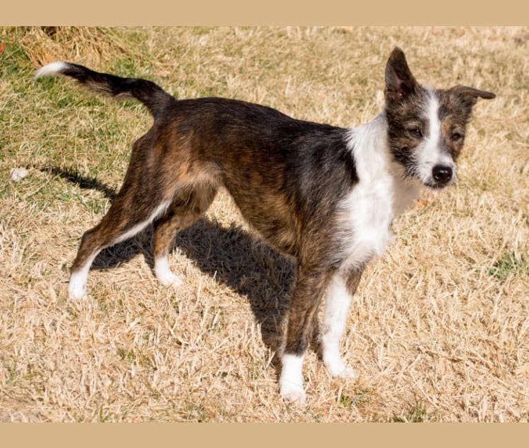 Ginger, a Border Collie and Border Terrier mix tested with EmbarkVet.com