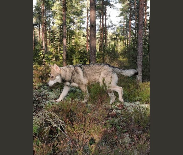 Tristan (Rolo), a Saarloos Wolfdog tested with EmbarkVet.com