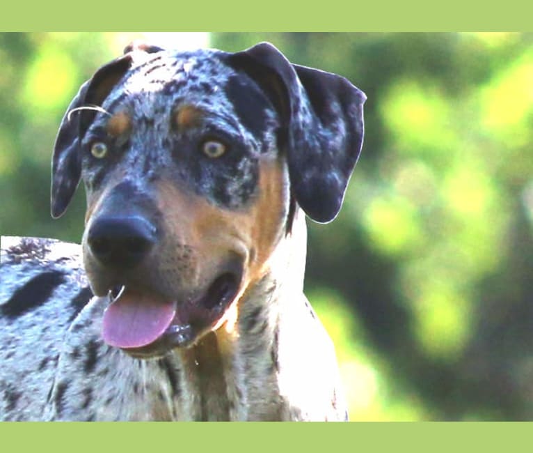 Catahoula sale decoy dog