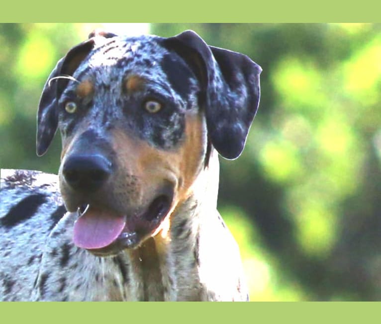 Roux, a Catahoula Leopard Dog tested with EmbarkVet.com