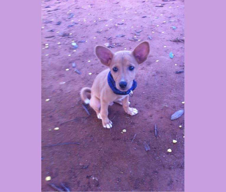 Sunsum, a West African Village Dog tested with EmbarkVet.com