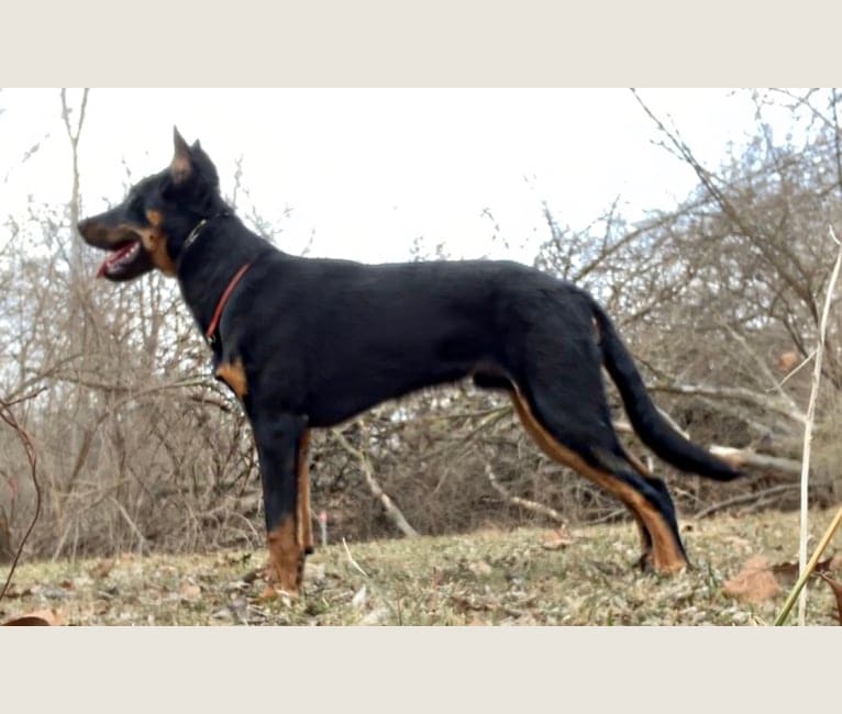 Ragar, a Beauceron tested with EmbarkVet.com