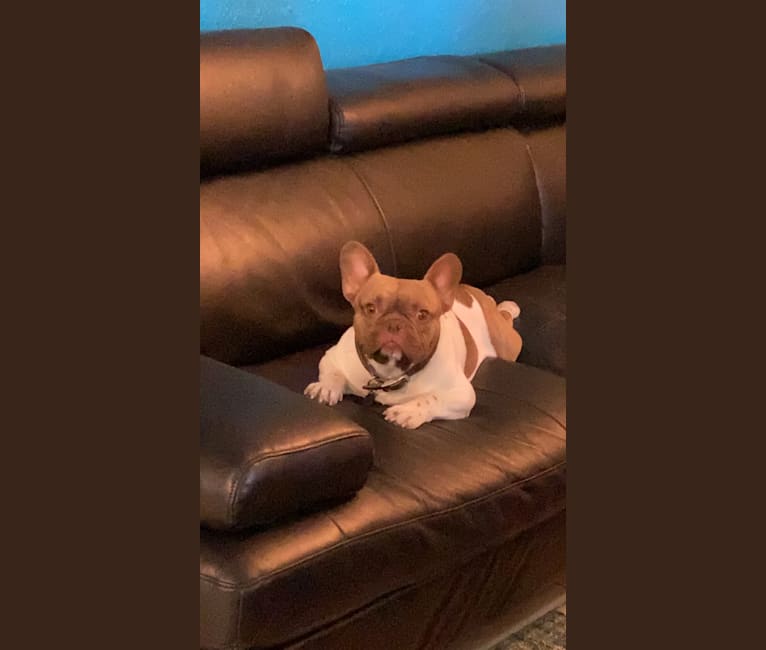 Winston, a French Bulldog tested with EmbarkVet.com