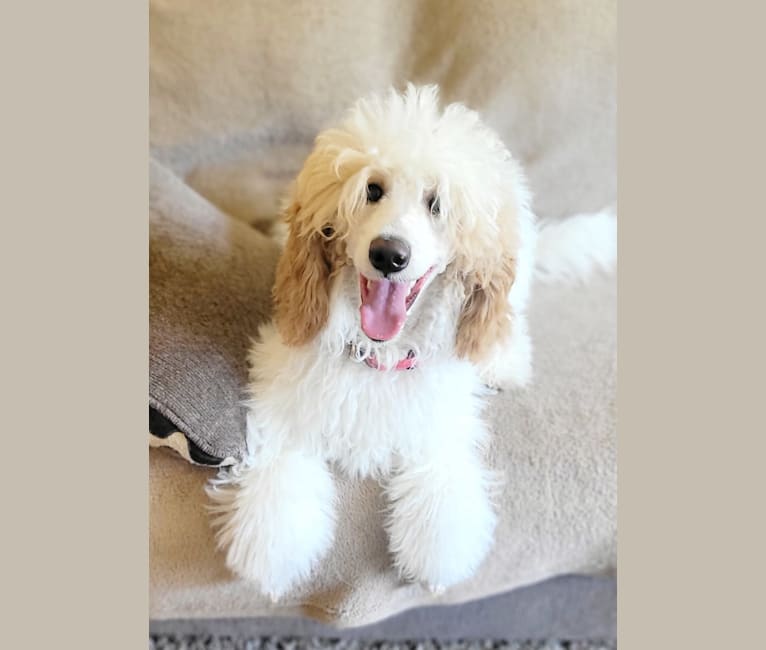 Bailey, a Poodle tested with EmbarkVet.com