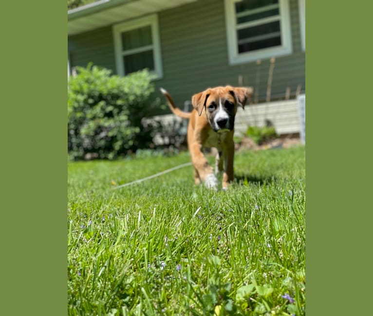 Photo of Sawyer, a Boxer, Great Pyrenees, and German Shepherd Dog mix in USA