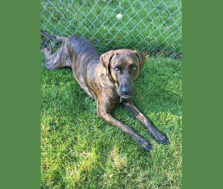 American Bulldog Mastiff Mix Dog Stock Image Image Of Panting Puppy 104859413