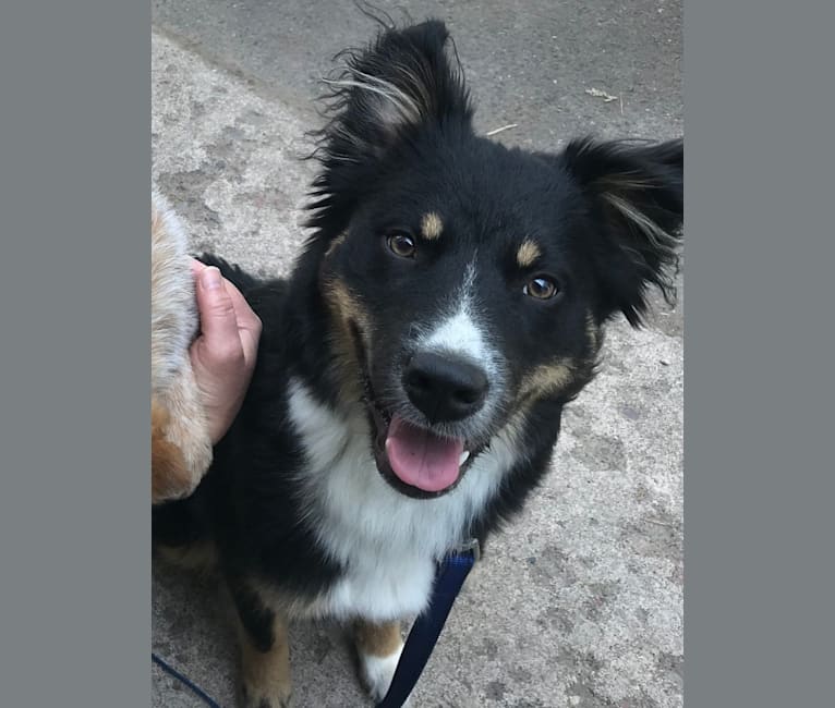 Koda, an Australian Cattle Dog and Rottweiler mix tested with EmbarkVet.com