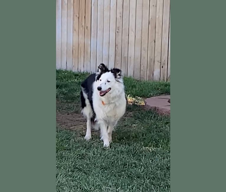 Poppy, a Border Collie tested with EmbarkVet.com