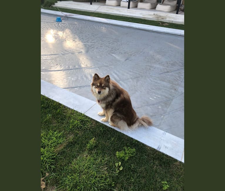 Juno, a Finnish Lapphund tested with EmbarkVet.com