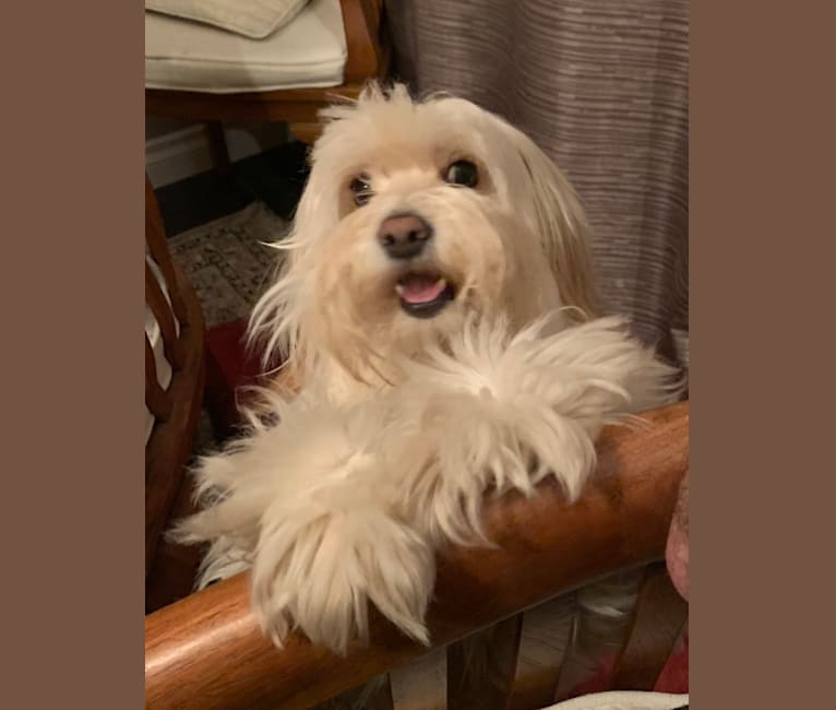 Havanese cocker spaniel outlet