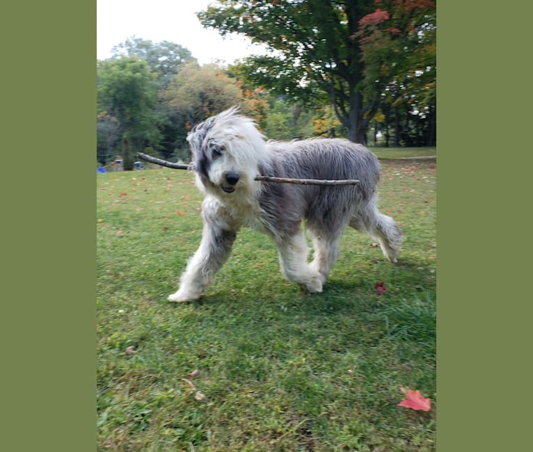 Fred, an Old English Sheepdog tested with EmbarkVet.com