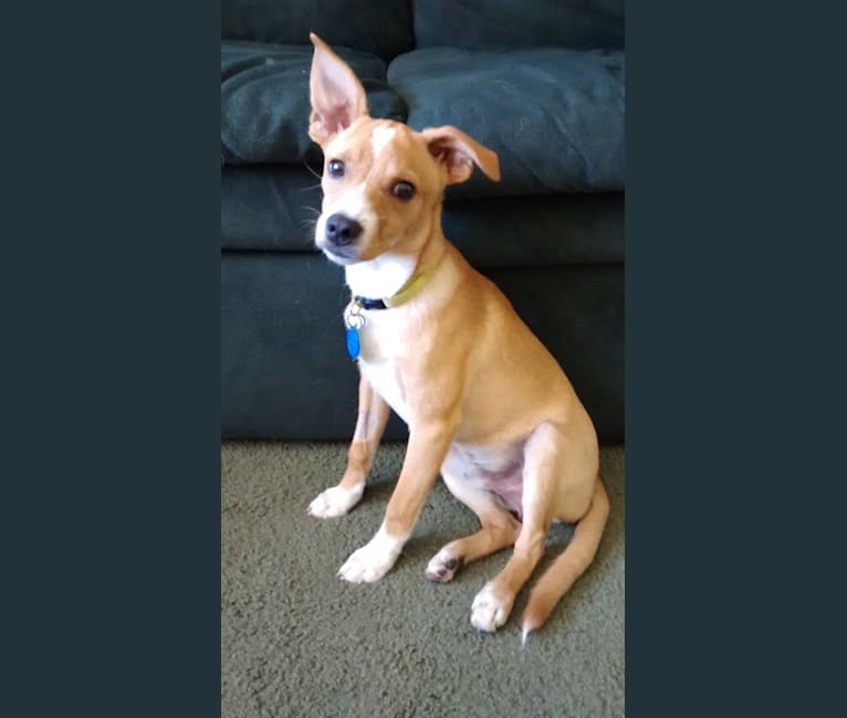 Milo, a Pomeranian and Chihuahua mix tested with EmbarkVet.com