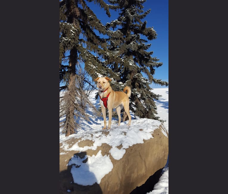 Ruby, a Saint Bernard and German Shepherd Dog mix tested with EmbarkVet.com