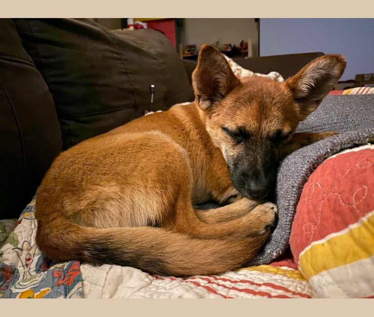 Dingo corgi mix sales