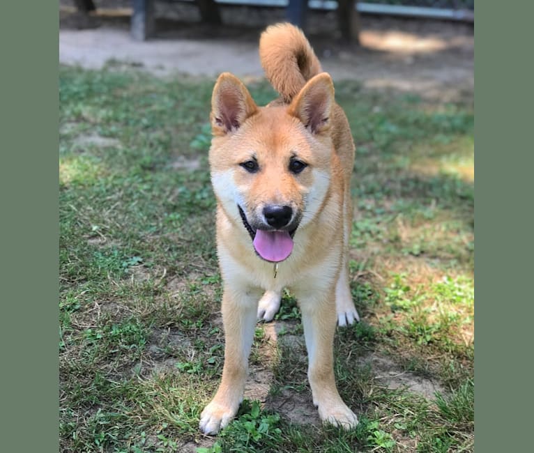 Axel, a Shiba Inu tested with EmbarkVet.com