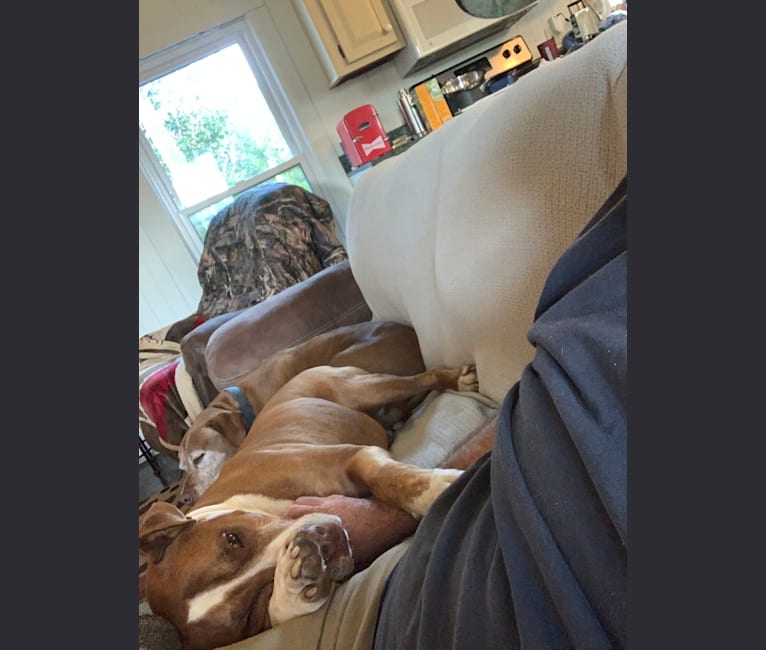 Buddy, an American Pit Bull Terrier and American Bulldog mix tested with EmbarkVet.com