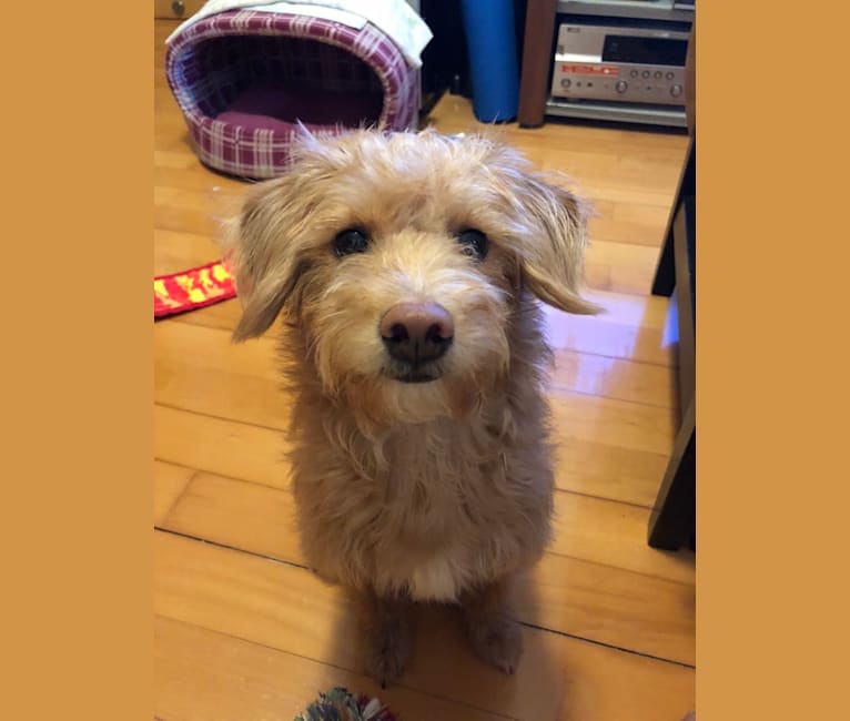 Embark Dog Dna Test Breed