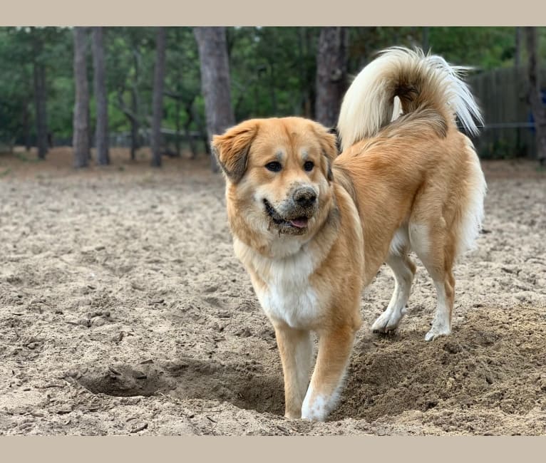 Bailey, a Great Pyrenees and American Foxhound mix tested with EmbarkVet.com