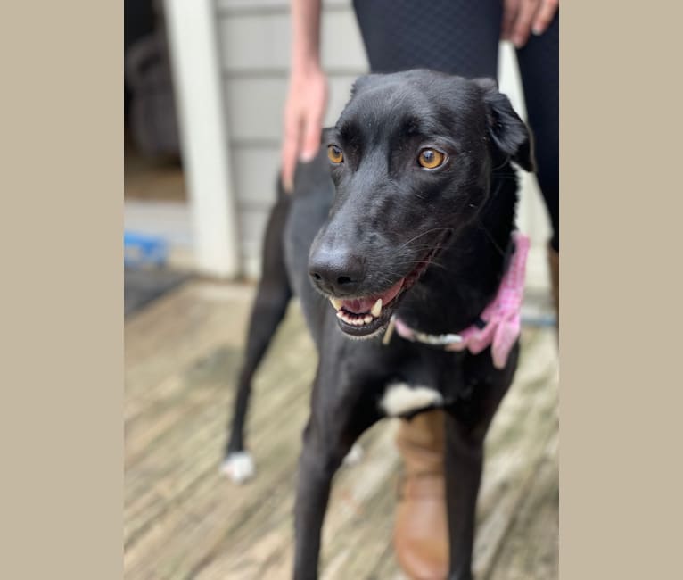 Embark Dog DNA Test Breed